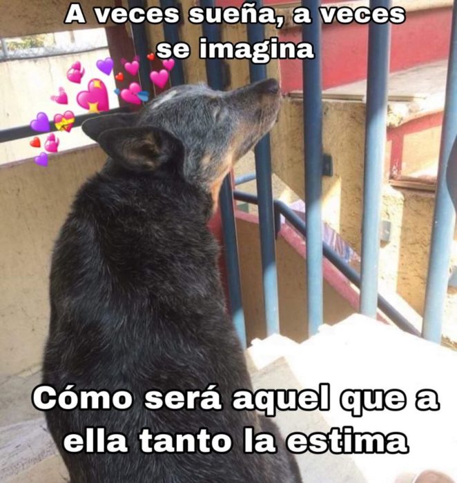 Versión de ramito de violetas cantada por perritos
