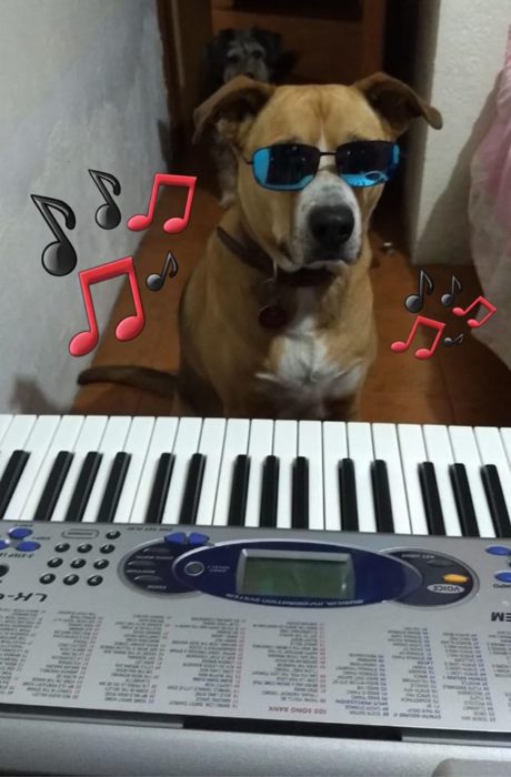 Versión de ramito de violetas cantada por perritos