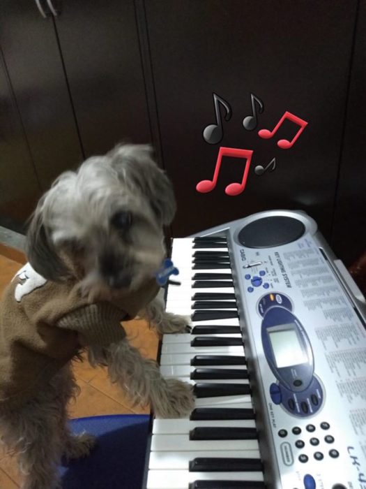 Versión de ramito de violetas cantada por perritos