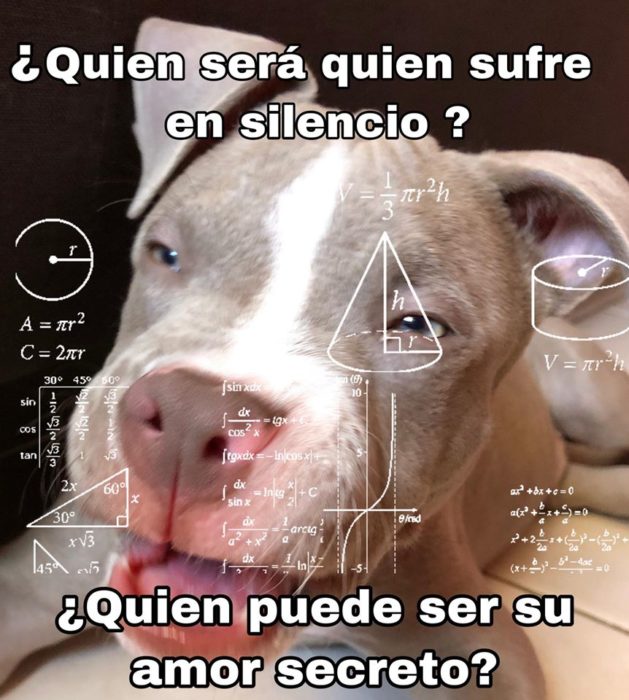 Versión de ramito de violetas cantada por perritos
