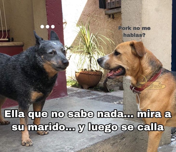 Versión de ramito de violetas cantada por perritos
