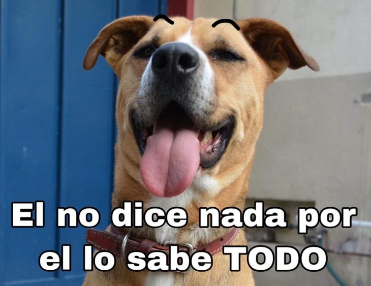 Versión de ramito de violetas cantada por perritos