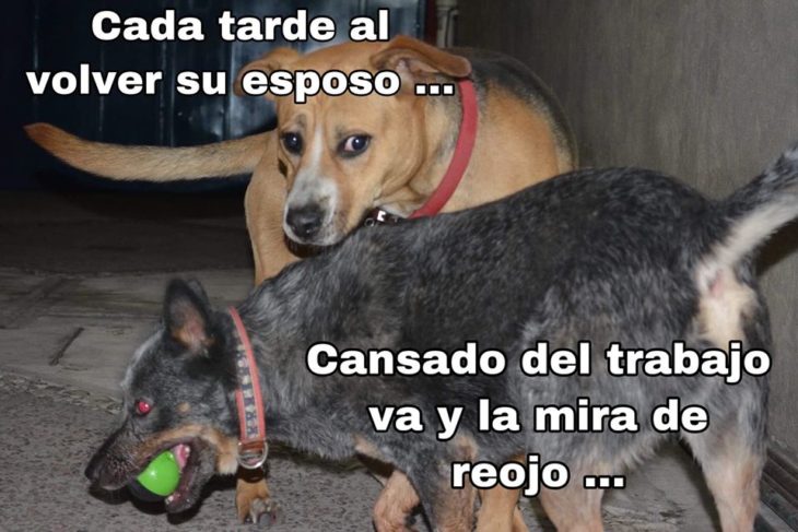 Versión de ramito de violetas cantada por perritos