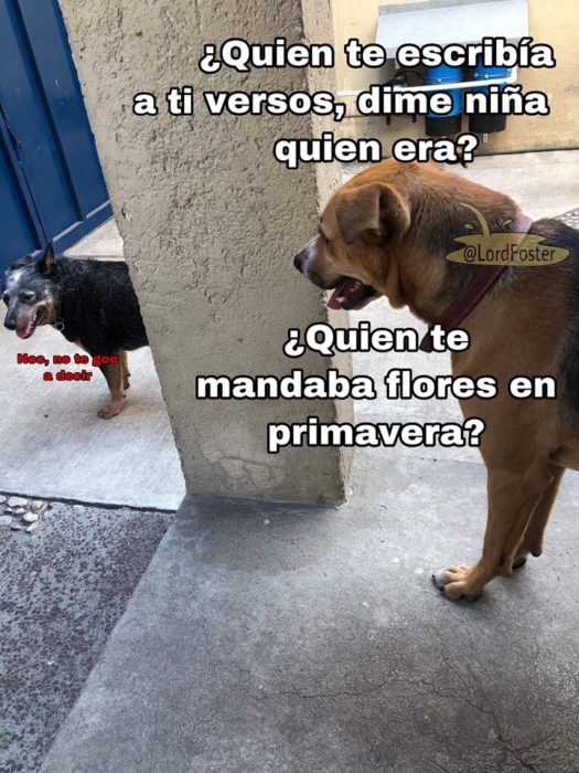 Versión de ramito de violetas cantada por perritos
