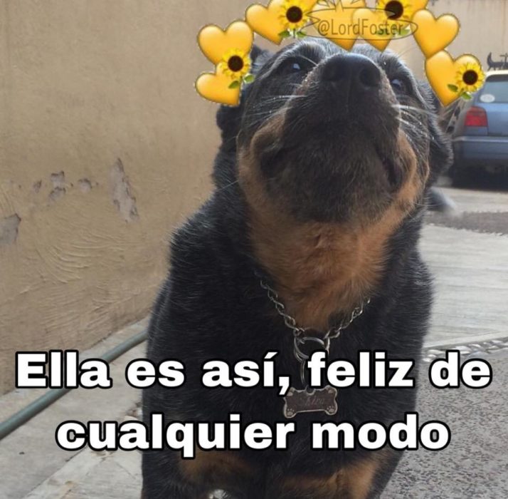 Versión de ramito de violetas cantada por perritos