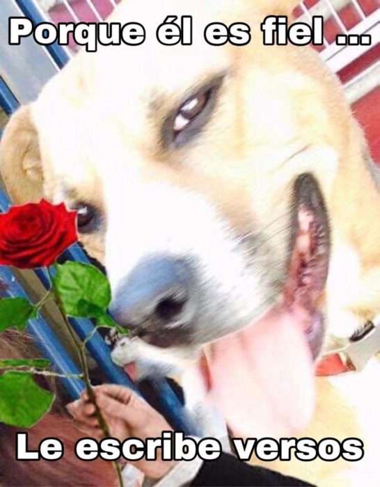 Versión de ramito de violetas cantada por perritos