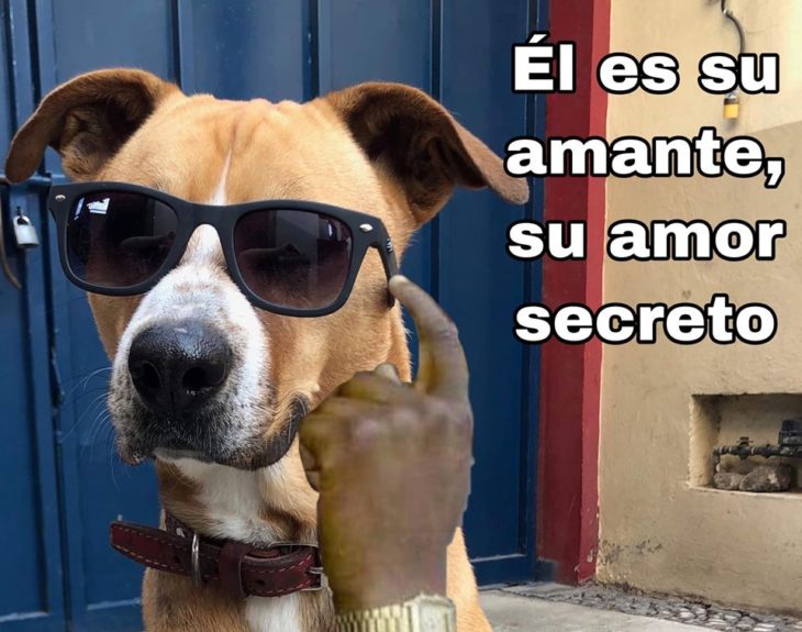 Versión de ramito de violetas cantada por perritos