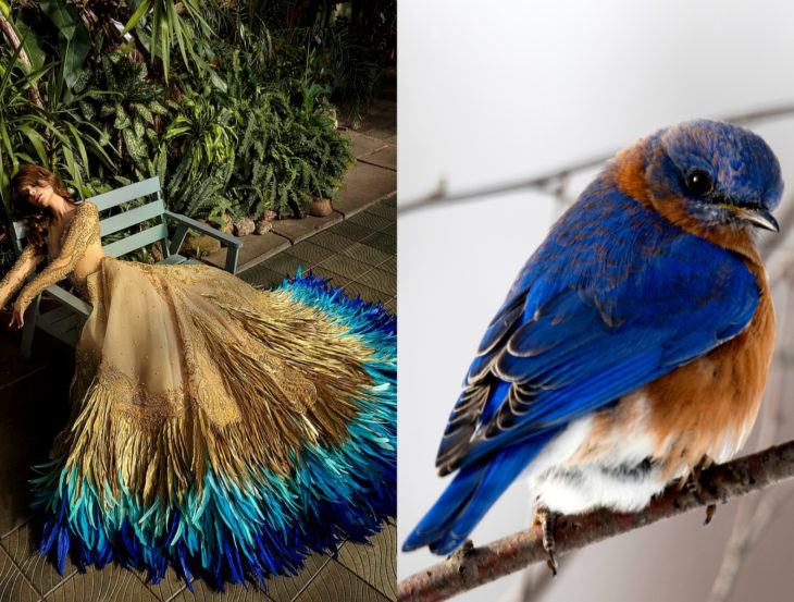 Vestidos inspirados en la naturaleza; vestido café y azul, pájaro azulado con marrón