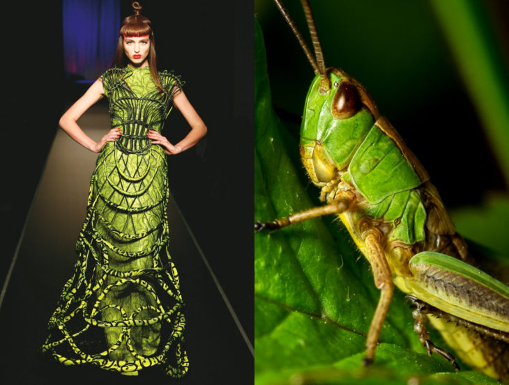 Vestidos inspirados en la naturaleza; saltamontes, vestido verde