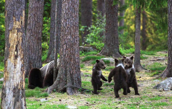 Fotografía de Valtteri Milkahaiunen osos jugando en el bosque 
