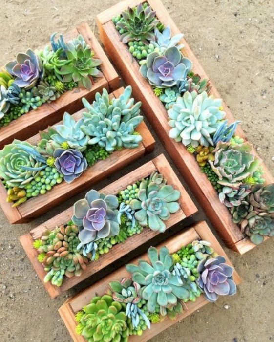Suculentas decorativas puestas en cajas