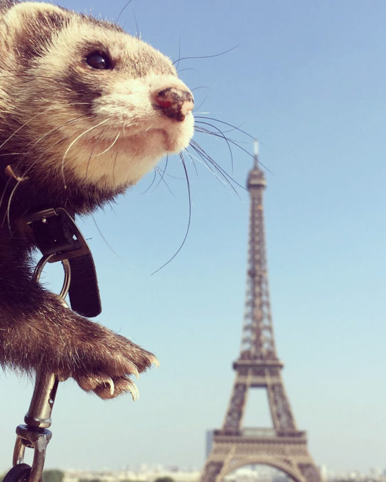 Hurón posando frente a la Torre Eiffel