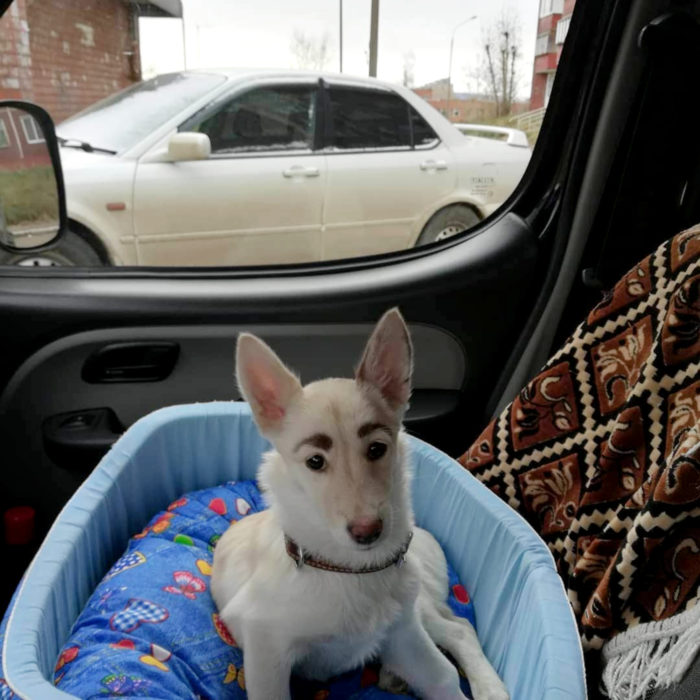 Betty, la perra con cejas; cachorra blanca de orejas paradas en el carro