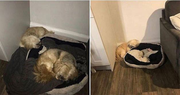 Perritos acurrucados en su cama