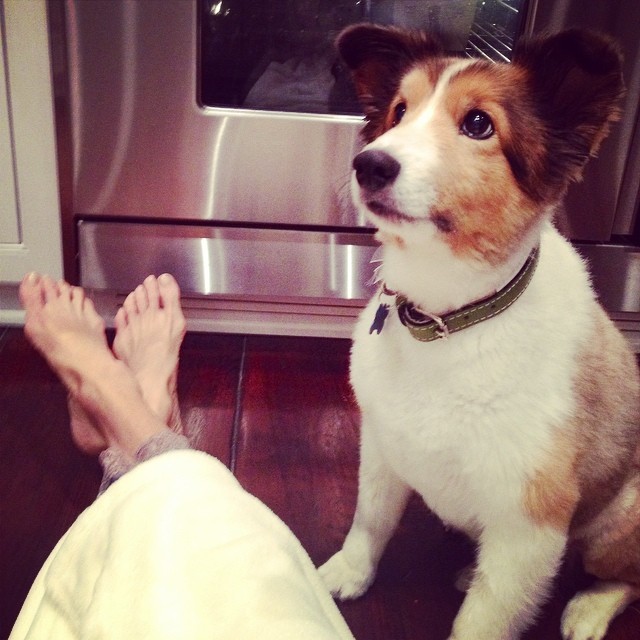 El perro Lucky Hadid mirando a su amo recostado en el sofá