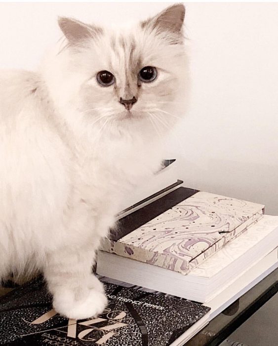 Choupette el gato más famoso del mundo 