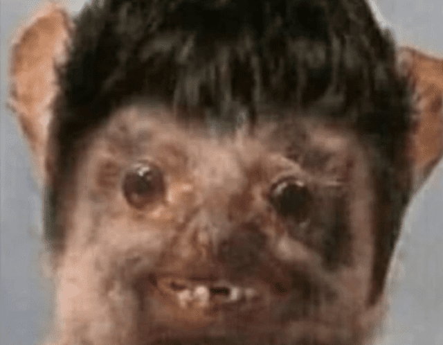 Meme de murciélago: mi celosita 