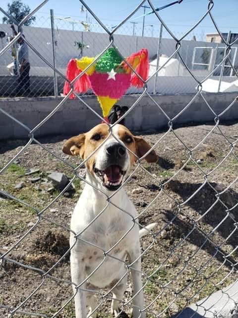 Perrito recargado en las rejas de un albergue