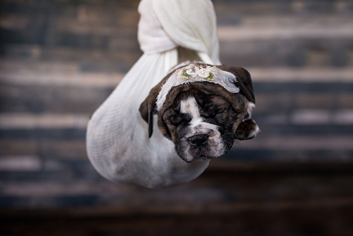 Perrito envuelto en sabanas posando para una sesión de fotos 