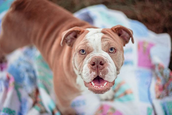 Perrito posando para la sesión de fotos de un calendario