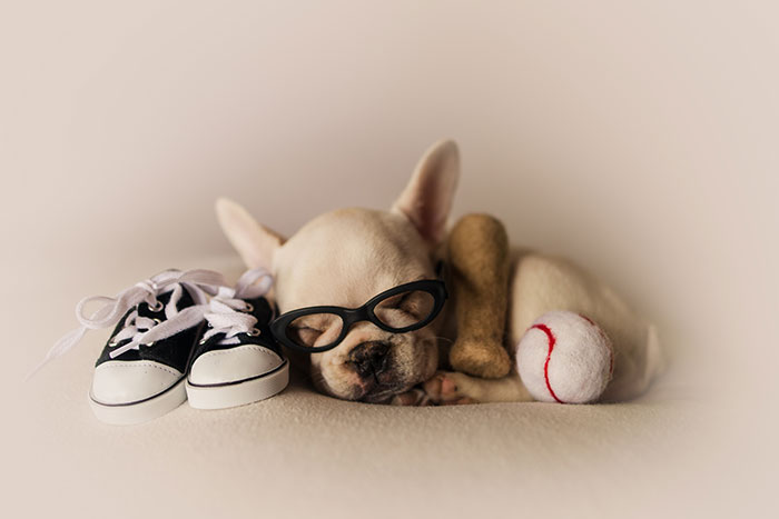 Perrito recostado entre unos zapatos y una pelota de beisbol mientras posa para una sesión de fotos de un calendario