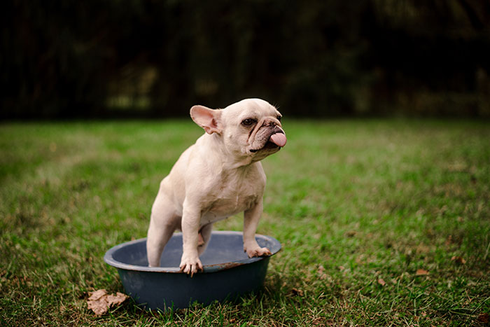 Bulldog francés posando para la foto de un calendario