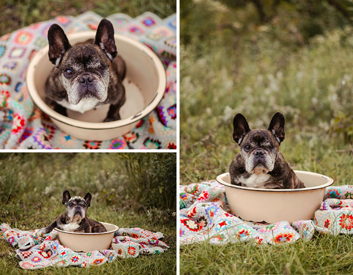 Perrito dentro de una tina posando para las fotos de un calendario