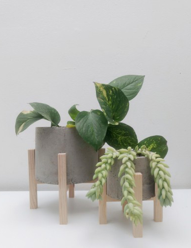 Plantitas para decorar el escritorio 