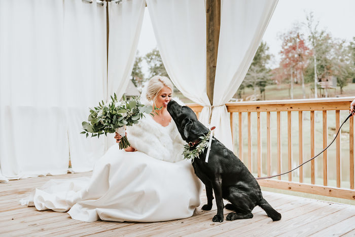 Perrito mirando con amor a su dueña vestida de novia
