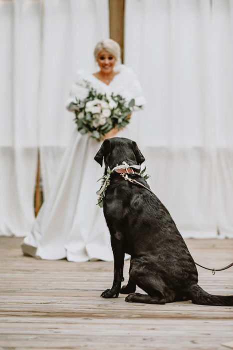 Perrito mirando con amor a su dueña vestida de novia