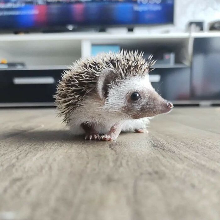 Puercoespín; 19 Mascotas rescatadas que te alegrarán el día