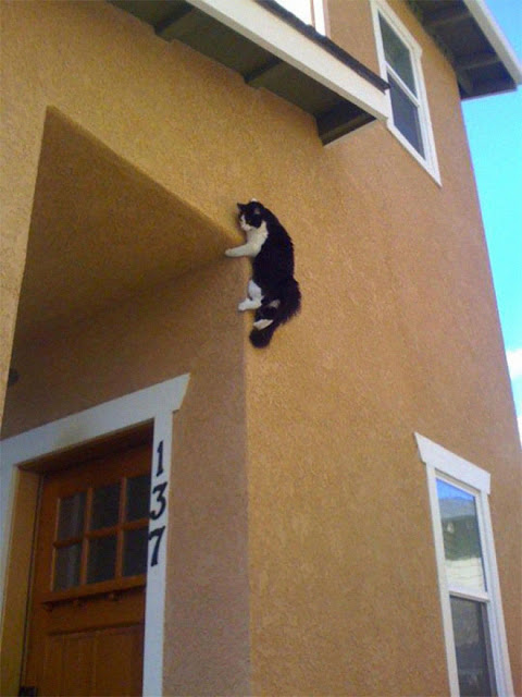 Gato blanco con negro colgado en pared amarilla