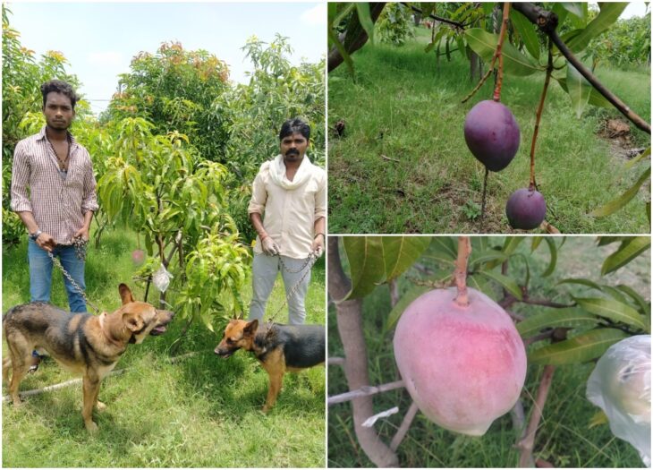 Hombres plantan por error el mango más caro del mundo