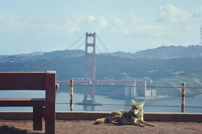 Zorro salvaje recortado entre dos puentes en San Francisco