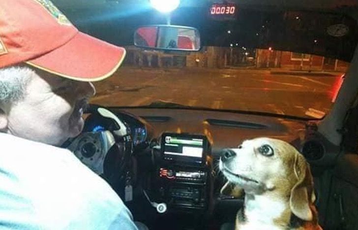 Perrita princesa y su dueño trabajando en un taxi
