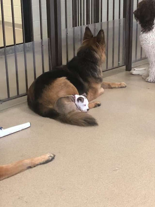 Perrito se acurruca sobre otros perros para dormir con ellos