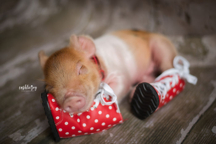 Dynamite, cerdito recién nacido, llevando botas de lluvia rojas con puntos blancos