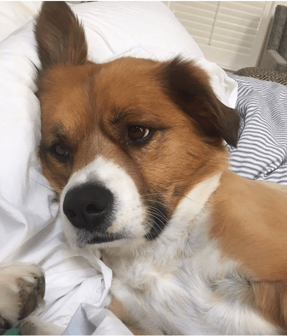 Dodger, perro de Chris Evans