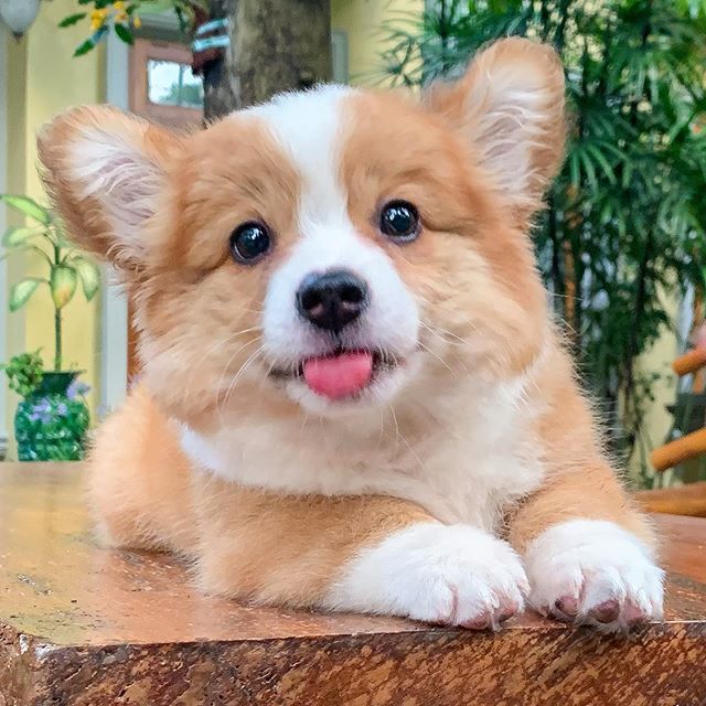 Baby, cachorro corgi sacando la lengua