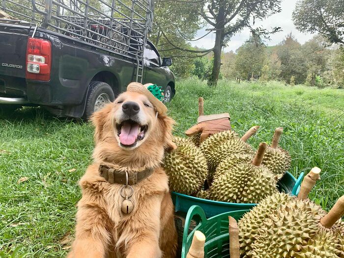 Perro golden retriever Jubjib posando en cosecha de durian