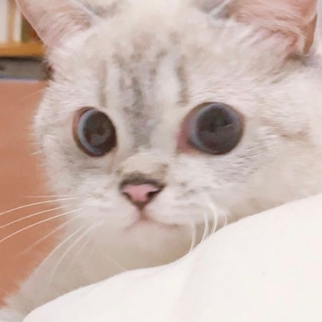 Nana, gatita con cara muy expresiva