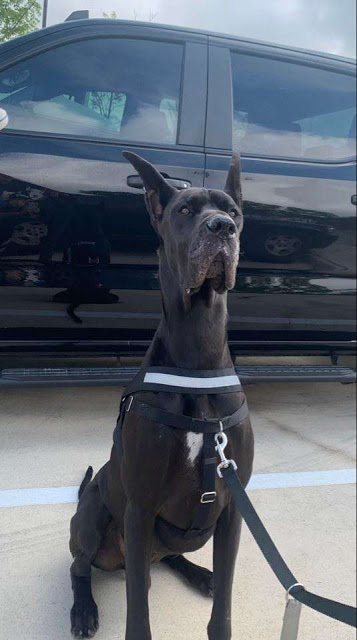 Tonka, perrita de terapia