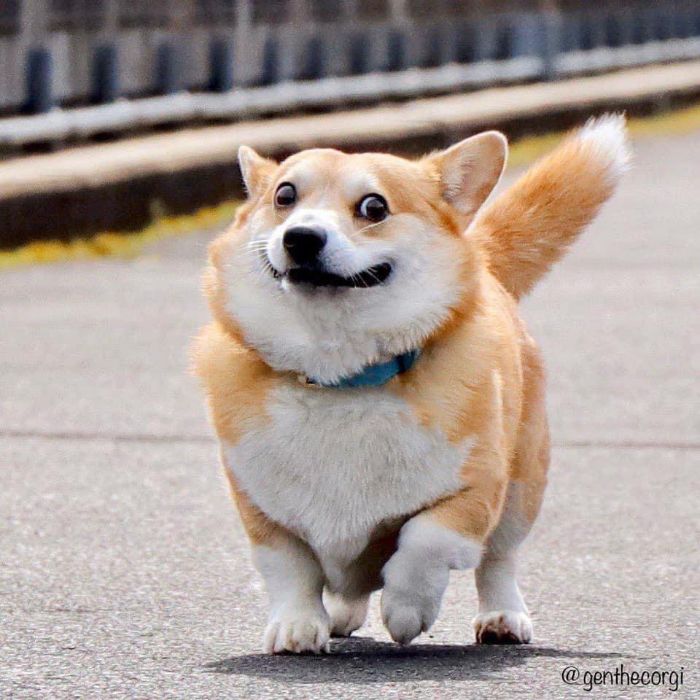 Perrito corgi haciendo caras graciosas 