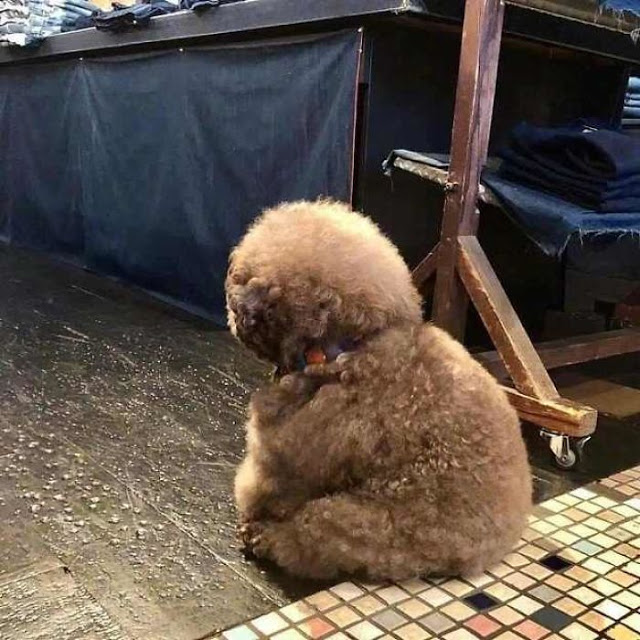 Kokoro, perrito café esponjoso