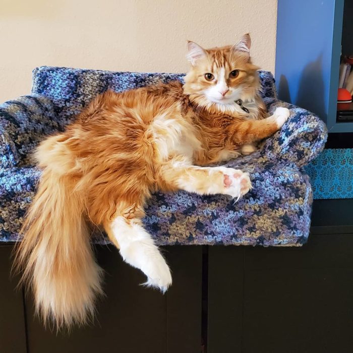 Gato de pelo largo anaranjado recostado en un sillón azul