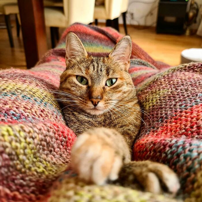 Gato café con rayas negras acostado en un cobija tejida de colores