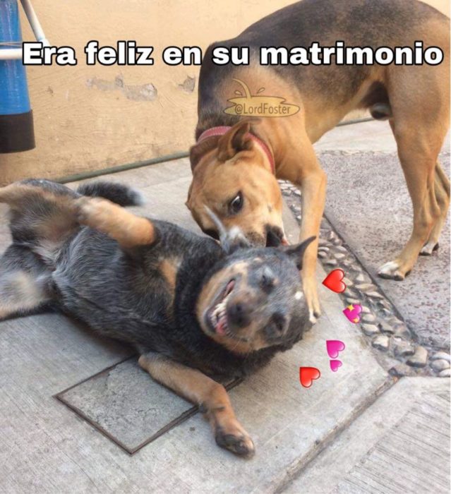 Versión de ramito de violetas cantada por perritos