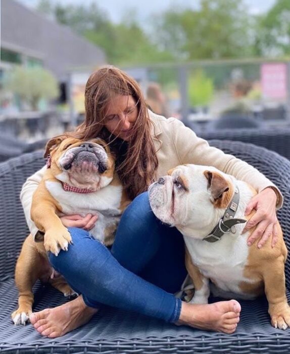 Perritos bulldog sentados en un sofá