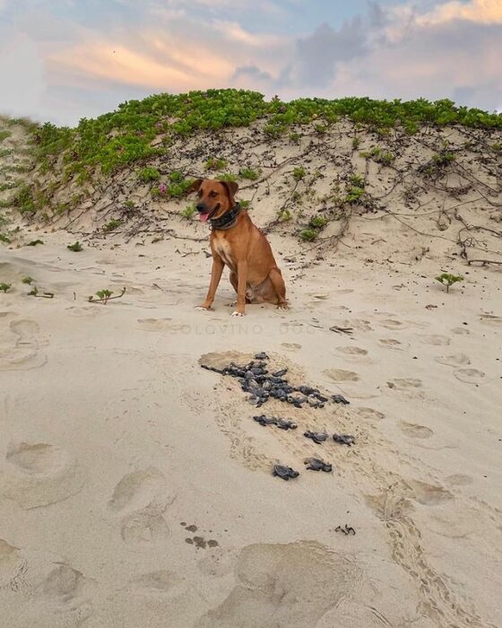 Perrito ayudando a las tortugas a llegar a la orilla del mar