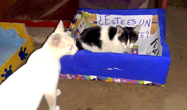 Gatos acostado en camitas